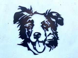 INT28 - Border Collie